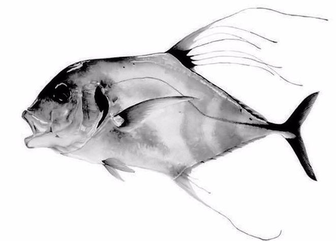 Alectis alexandrina_001.jpg